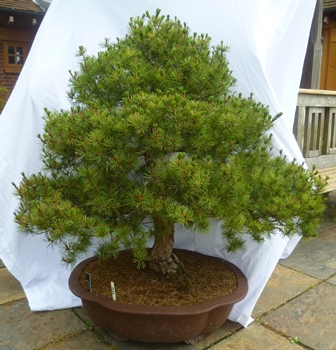 Pinus Parviflora, White Pine - Untrained material, wonderful possibilities of making a great tree, - Image 3 of 4