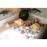 A collection of sea shells and a green glass fishing float, with knotted rope carrier