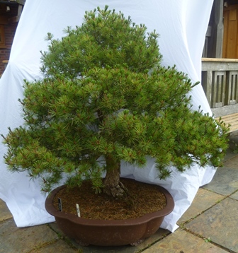 Pinus Parviflora, White Pine - Untrained material, wonderful possibilities of making a great tree, - Image 4 of 4