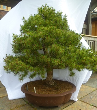 Pinus Parviflora, White Pine - Untrained material, wonderful possibilities of making a great tree,