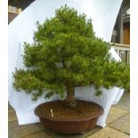 Pinus Parviflora, White Pine - Untrained material, wonderful possibilities of making a great tree,