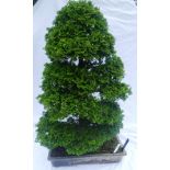 Chamaecyparis Obtusa Hinoki - A rare formal upright (Chokkan), approximately 107cm high