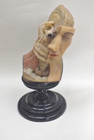 Emil Kotschi, Leipzig An anatomical head modelled in wax, the top half of the skull has been taken - Image 6 of 6
