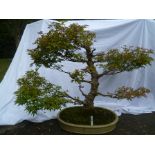 Acer Palmatum - Large quality tree, 92cm x 92cm