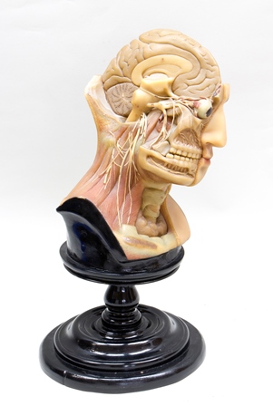 Emil Kotschi, Leipzig An anatomical head modelled in wax, the top half of the skull has been taken