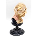 Emil Kotschi, Leipzig An anatomical head modelled in wax, the top half of the skull has been taken