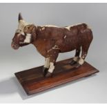 Early 20th Century Butchers display/shop model of a cow, the hide clad model of a cow, attached