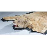 Edward Gerrard & Sons taxidermy mounted Lioness, (