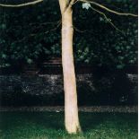 ARR Sarah Jones (b.1959). Acer, (Maple), 1999. Chromogenic print, printed 2001, signed and dated