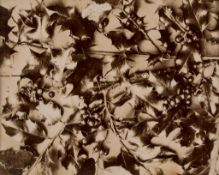 Charles Hippolyte Aubry (1811-1877) - Holly; Hortensia, 1860s Two albumen prints, one signed and