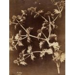 Charles Hippolyte Aubry (1811-1877) - Thistles, 1860s Two albumen prints, one signed and both