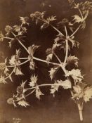 Charles Hippolyte Aubry (1811-1877) - Thistles, 1860s Two albumen prints, one signed and both
