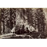 Eadweard Muybridge (1830-1904) - Section of The Grizzly Giant, Mariposa Grove, Yosemite, 1872