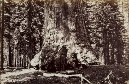 Eadweard Muybridge (1830-1904) - Section of The Grizzly Giant, Mariposa Grove, Yosemite, 1872