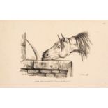 After Carle Vernet - A group of 17 studies of horses' heads, Lithographs, By E. Purcell, 1821, for