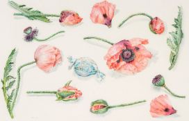 Archer (Val) - Poppies and Amaretto Biscuit,  watercolour over pencil, 345 x 530mm., signed with