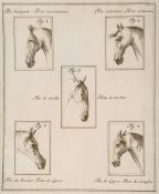 La Perfezione e i Difetti del Cavallo, engraved additional title  (Friedrich Wilhelm,