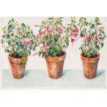 Archer (Val) - Fuchsias,  watercolour over pencil, 360 x 540mm., signed with intials and dated lower