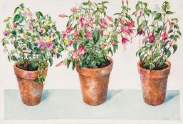 Archer (Val) - Fuchsias,  watercolour over pencil, 360 x 540mm., signed with intials and dated lower