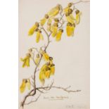 A group of botanical studies,  c.30 pencil and watercolour studies, v.s., some annotated, a few