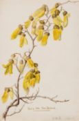A group of botanical studies,  c.30 pencil and watercolour studies, v.s., some annotated, a few