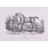 Vernet (Carle) - 4 portraits of horses, 3 portraits of English race horses, Milton, Deceiver and