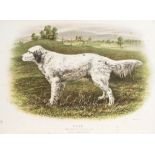 Dogs.- Laverack (Edward) - The Setter,  first edition , 2 chromolithographed plates (lightly