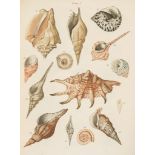 Brookes (Samuel) - An Introduction to the Study of Conchology,  11 lithographed plates, of which 9