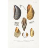 Jeffreys (John Gwyn) - British Conchology, 5 vol.,   5 hand-coloured engraved frontispieces and