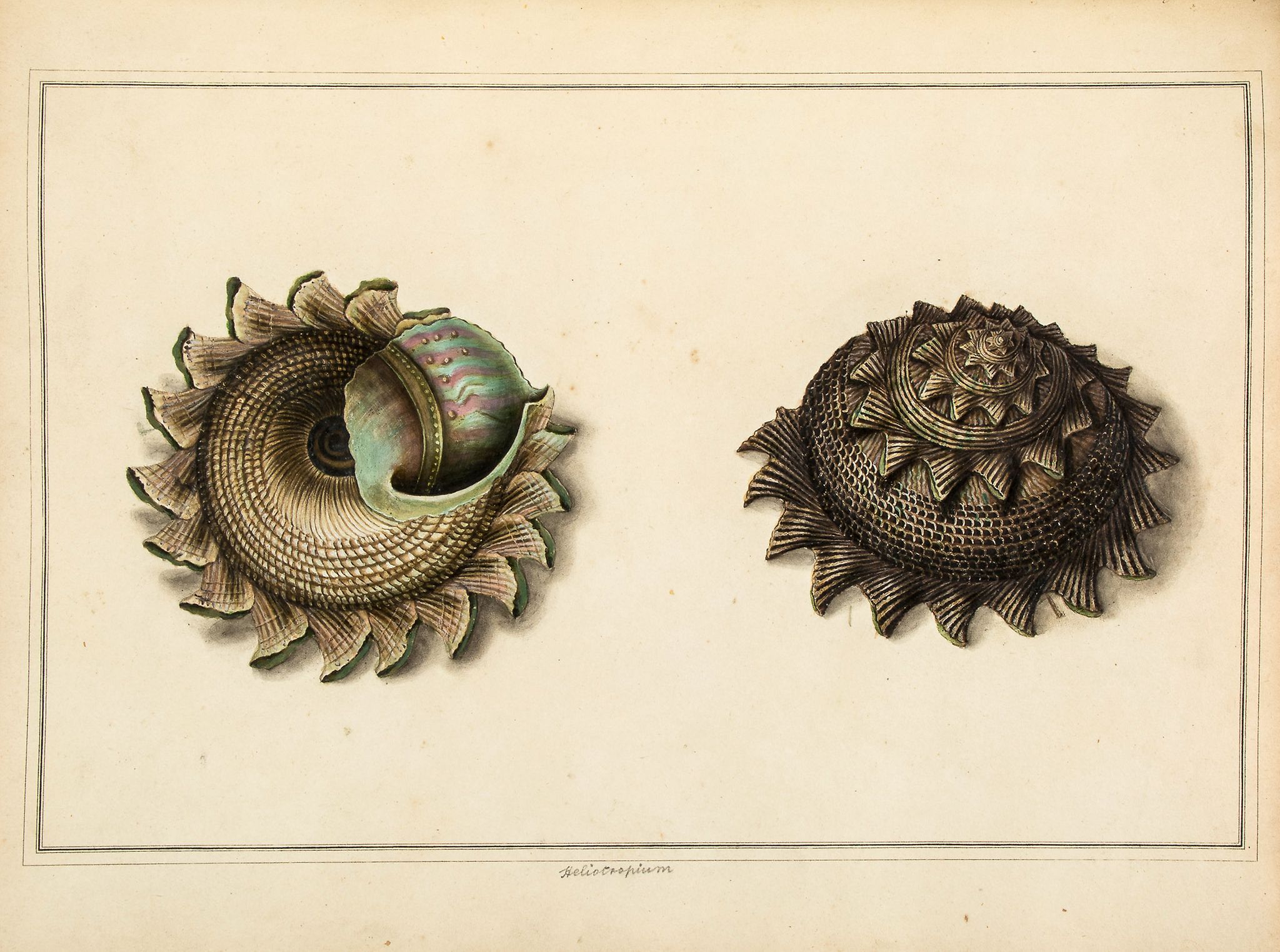 [Album of conchological specimens], 112 accomplished watercolours of shells...  [Album of