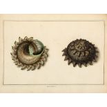 [Album of conchological specimens], 112 accomplished watercolours of shells...  [Album of