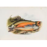 British Fresh-Water Fishes, 2 vol., first edition  ( Rev.   William)     British Fresh-Water Fishes,