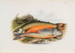 British Fresh-Water Fishes, 2 vol., first edition  ( Rev.   William)     British Fresh-Water Fishes,