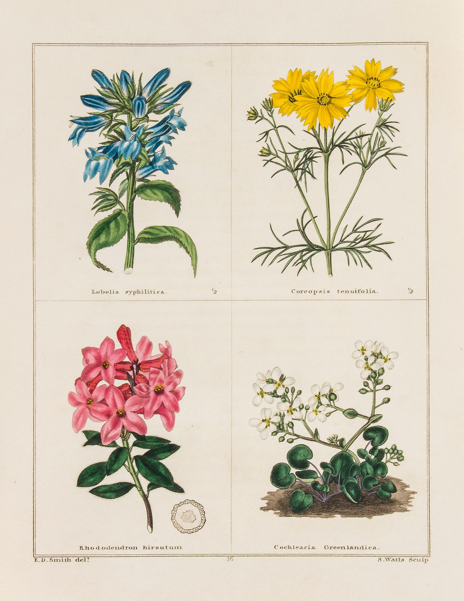 Maund (Benjamin) - The Botanic Garden, vol.1-6 in 3,   6 engraved title, 144 hand-coloured