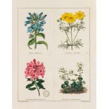 Maund (Benjamin) - The Botanic Garden, vol.1-6 in 3,   6 engraved title, 144 hand-coloured