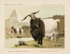 Julmy (N.) - Die Ziegenrassen de Schwiez. [Monograph of Swiss mountain goats],  new edition, 8