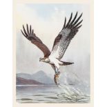 Harrison (J.C.).- Evans (David) - The Birds of Prey of the British Islands,  number 71 of 275 copies