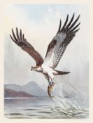 Harrison (J.C.).- Evans (David) - The Birds of Prey of the British Islands,  number 71 of 275 copies