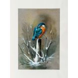 Wild Life Paintings and Drawings, 85 original watercolours and drawings...  Wild Life Paintings