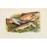 Day (Francis) - The Fishes of Great Britain and Ireland, 2 vol.,   180 lithographed plates after