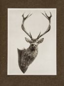 Spicers Stalking Records Season,  1913 Embracing The Modelling Of Red Deer Head ,  T.L.s. from Frank