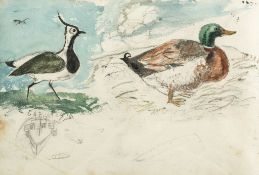 [Sketchbook], 28 pages of sketches of birds and animals  (Archibald,  artist and bird illustrator,