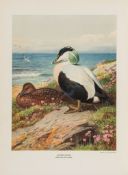 Millais (John Guille) - British Diving Ducks, 2 vol.,   first edition  ,   number 13 of 450