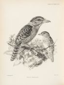 Sclater (Philip Lutley) - A Monograph of the Jacamars and Puff-Birds or Families Galbulidae and