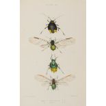 Insects.- Buckton (George Bowdler) - Monograph of the British Aphides, 4 vol.,   first