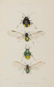 Insects.- Buckton (George Bowdler) - Monograph of the British Aphides, 4 vol.,   first