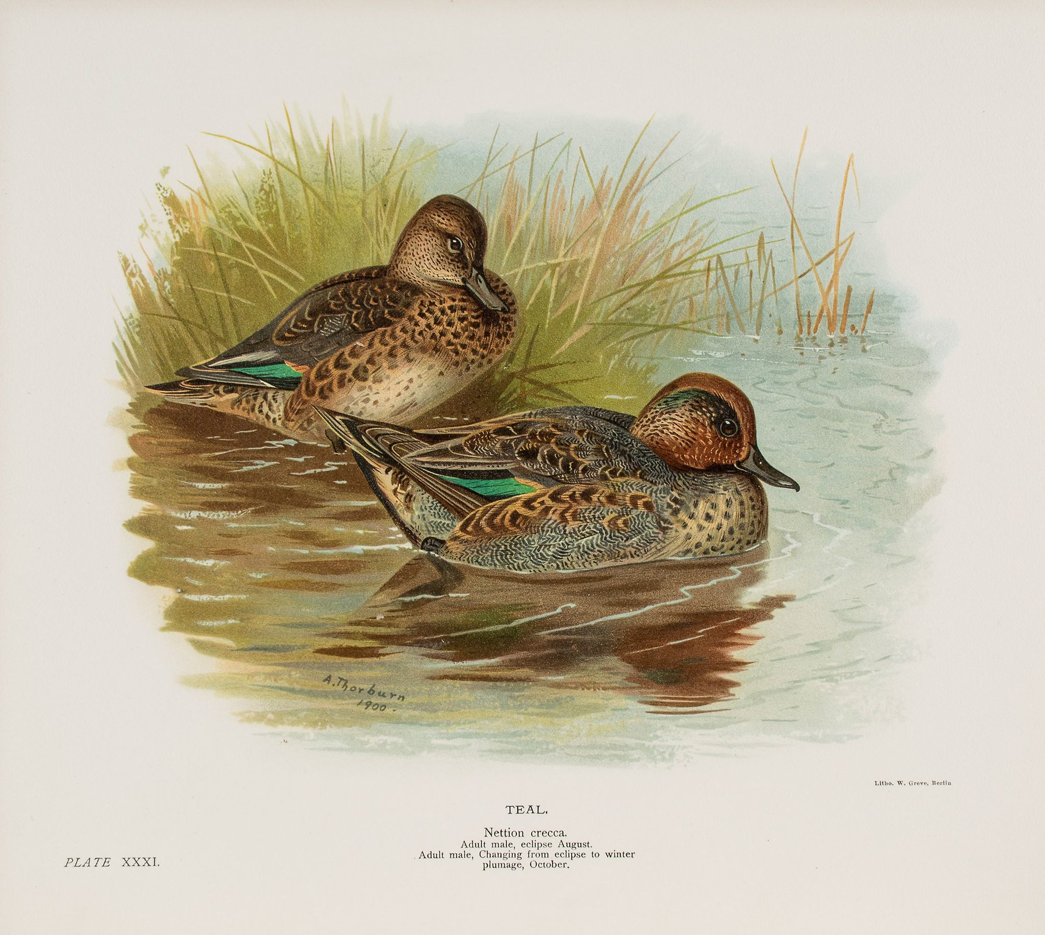 Millais (John Guille) - The Natural History of British Surface-Feeding Ducks,  first edition, number - Image 2 of 2