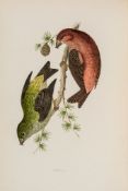 A History of British Birds, 6 vol., second edition  ( Rev.   Francis Orpen)     A History of British