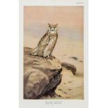 Birds of Arabia, colour plates, text illustrations  ( Colonel   Richard)   Birds of Arabia,