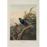 Millais (John Guille) - The Natural History of British Game Birds,  first edition  ,   number 238 of